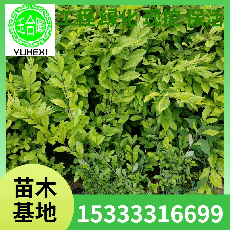 Саженцы из семян самшита, крупнолистной самшит, самшит-холли, саженцы с цветными блоками, саженцы из питомника для живой изгороди