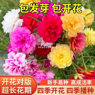 �ذ�̫ꖻ��N���ļ����N�_�����N�����߲ʻ����҃����׻����Ի���