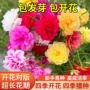 四季室内外开花播种花籽