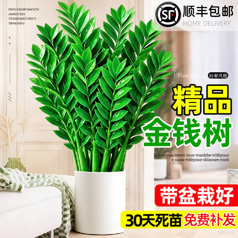 Money Tree is an easy-to-care-for and hardy indoor plant suitable for living rooms and offices, a feng shui plant that attracts wealth, a large and tall bonsai green plant Money Tree is an easy-to-care-for and hardy indoor plant suitable for living rooms and offices, a feng shui plant that attracts wealth, a large and tall bonsai green plant