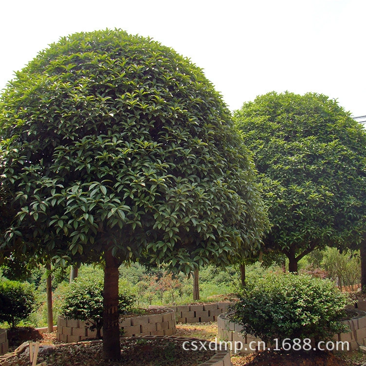 Оптовая продажа больших деревьев османтуса, саженцы золотого османтуса 3-5-10- 15-20cm красного османтуса с насыщенным цветочным ароматом