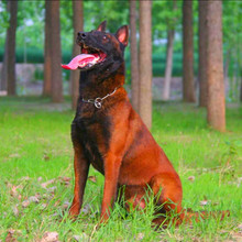 纯种血统马犬幼犬活物比利时马犬警犬护卫犬马犬活物活体纯种宠物