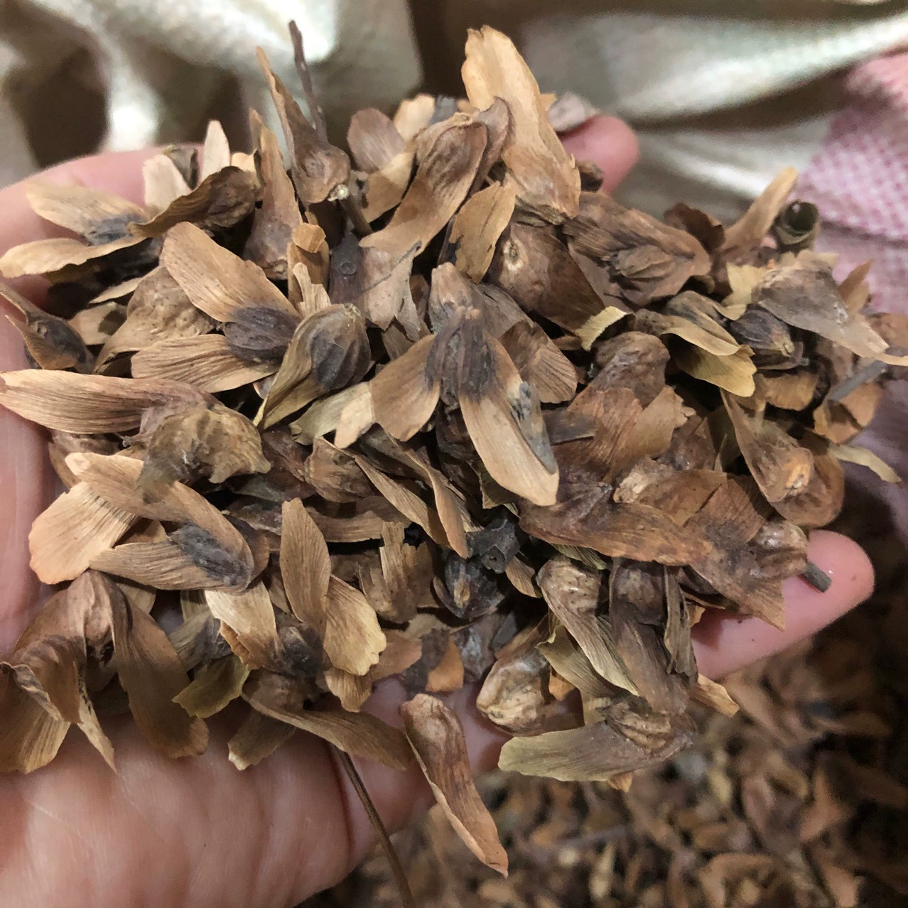 Семена клена тополя недавно подобранные семена клена тополя