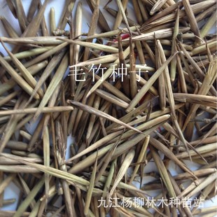 新采摘大型毛竹种子 生长快南竹茅竹楠竹毛竹种子食用竹笋竹子种-阿里巴巴