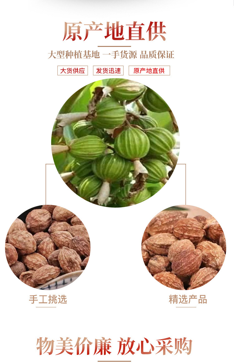 Yi Zhi Ren Dried Alpinia Oxyphylla Fruit 500g Traditional Herbal Tea and Decoction Ingredient specifications