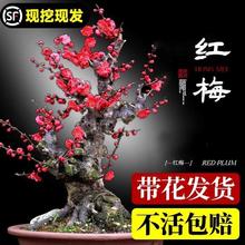 �t÷�����Ԙ���ԭ���Ϙ��辰�̨ͥԺ�Gֲ����㻨���ͺ��̓�����