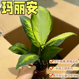 盆栽;花盆容器;盆景