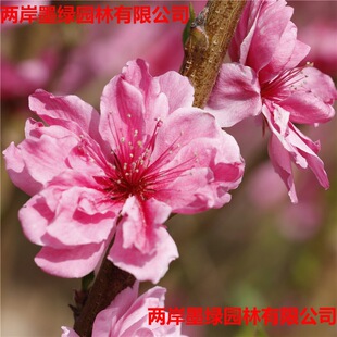 ���һ������~����Ҏ��Ʒ�Nȫ �G�����̘��� �t�~���ҾG�Gֲֲ��