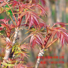 香椿树苖红油香椿苗绿油香椿苗盆栽地栽南方北方种植食用香椿树苗