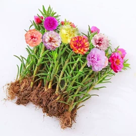 盆栽;其他园林植物;干花