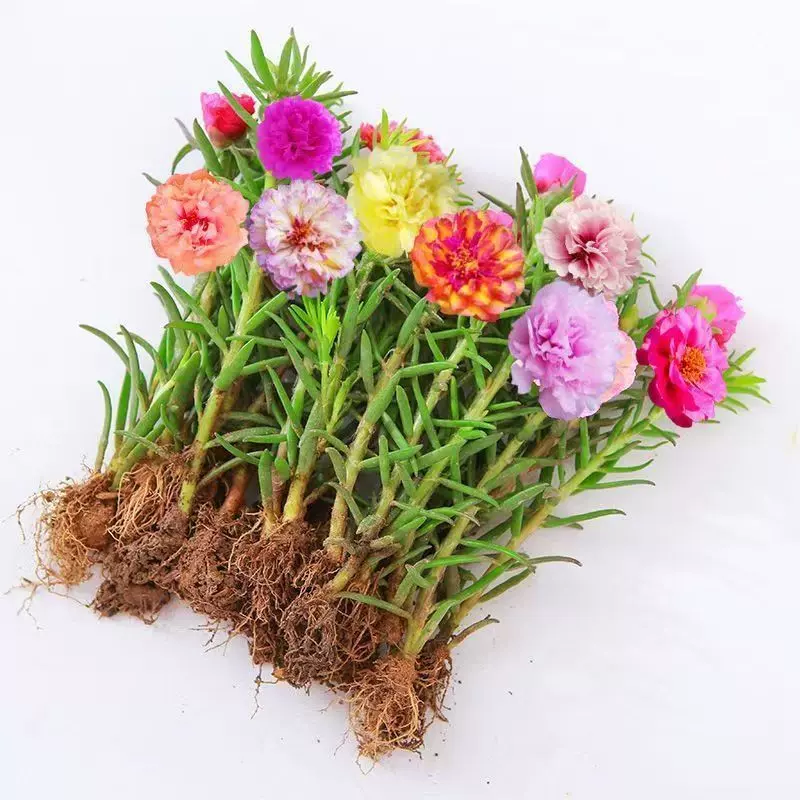 重瓣太阳花苗带根盆栽苗混色四季开花植物带花苞驱蚊绿植好养花卉