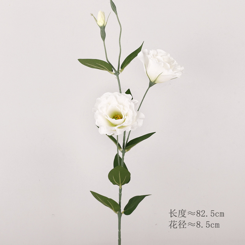 도라지꽃(흰색)