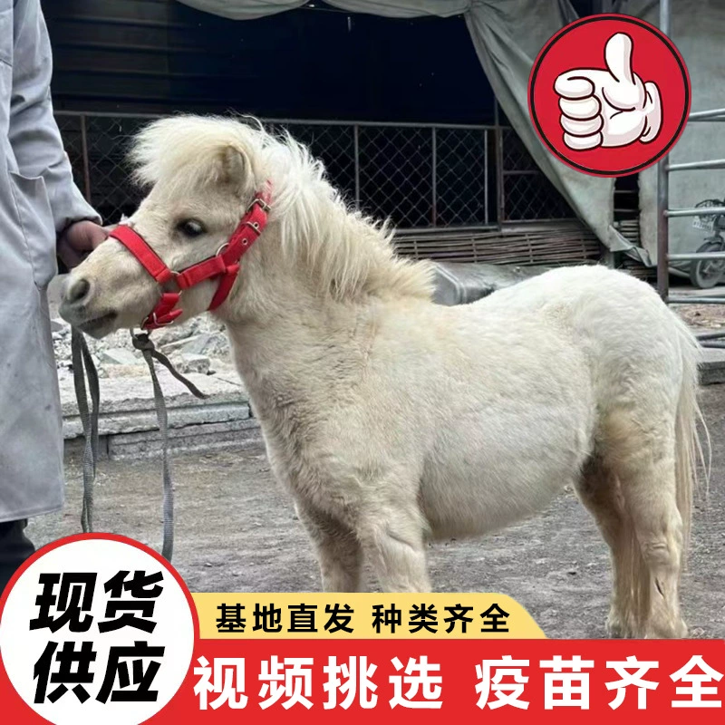 Дети катятся на пони в живописных местах. Чистокровные, покладливые мини-пони. Прямые продажи от производителя по ценам на живых пони.