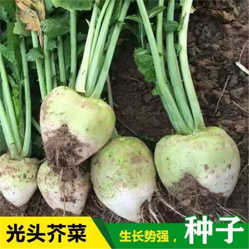 Семена горчицы лысой, семена горчицы с мелкими цветками, высокоурожайные полевые овощи, легко выращивать и убирать урожай, семена горчицы с большой головкой.