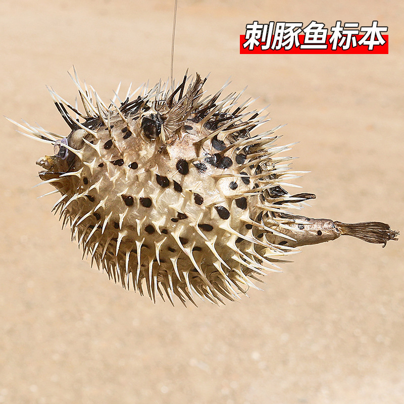 Natural Pufferfish Specimen Fish Crafts Restaurant Personalized Creative Pendant Student Teaching Aids Decorative Gift Natural Pufferfish Specimen Fish Crafts Restaurant Personalized Creative Pendant Student Teaching Aids Decorative Gift