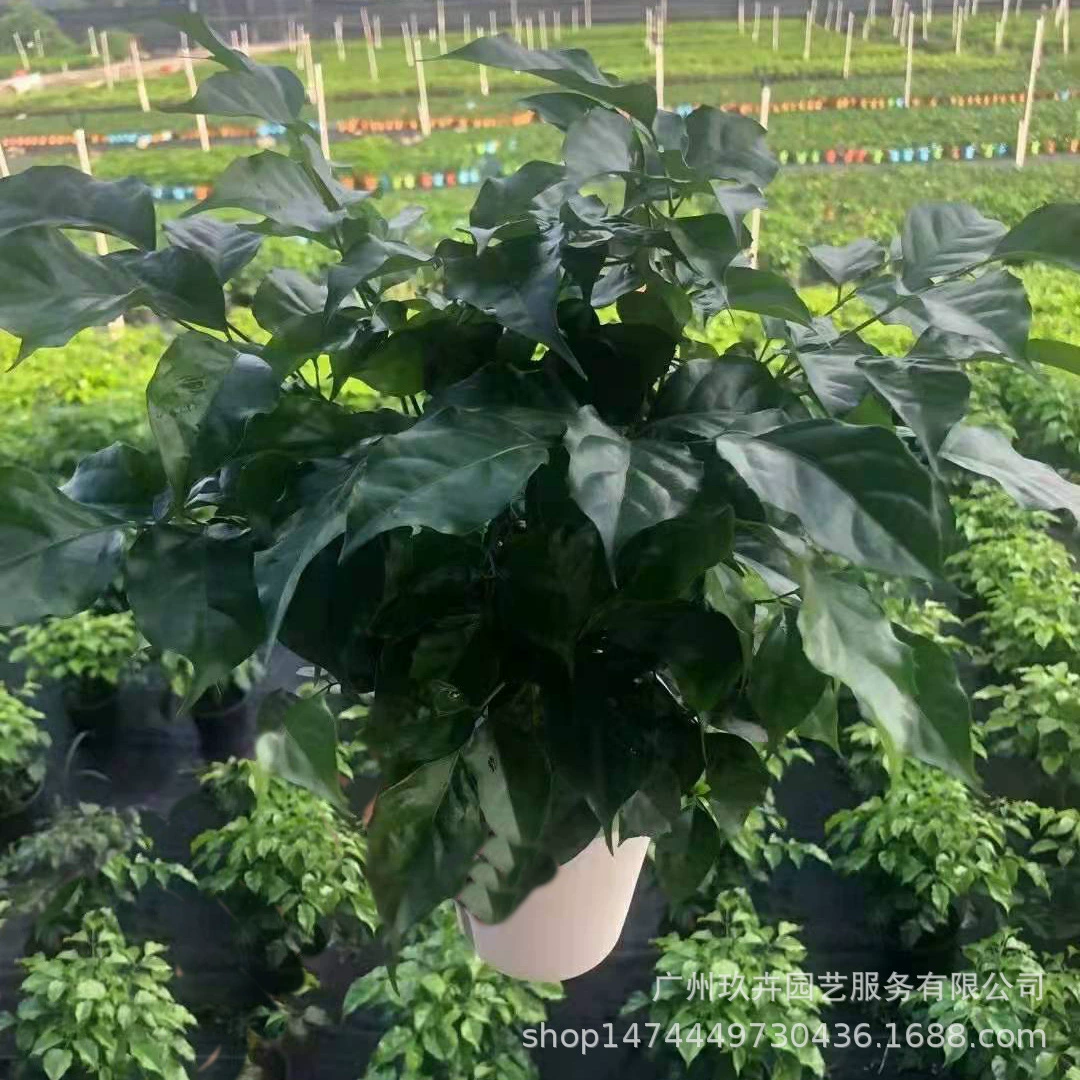 Гидропоника Зеленые Сокровища Листва Растения Маленькая Гостиная В Горшке Балкон Двор Офис Листва Зеленые Растения Очищают Воздух