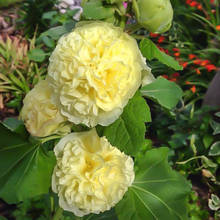 ذMNӶļɲ׷N̨҃ԻܺB