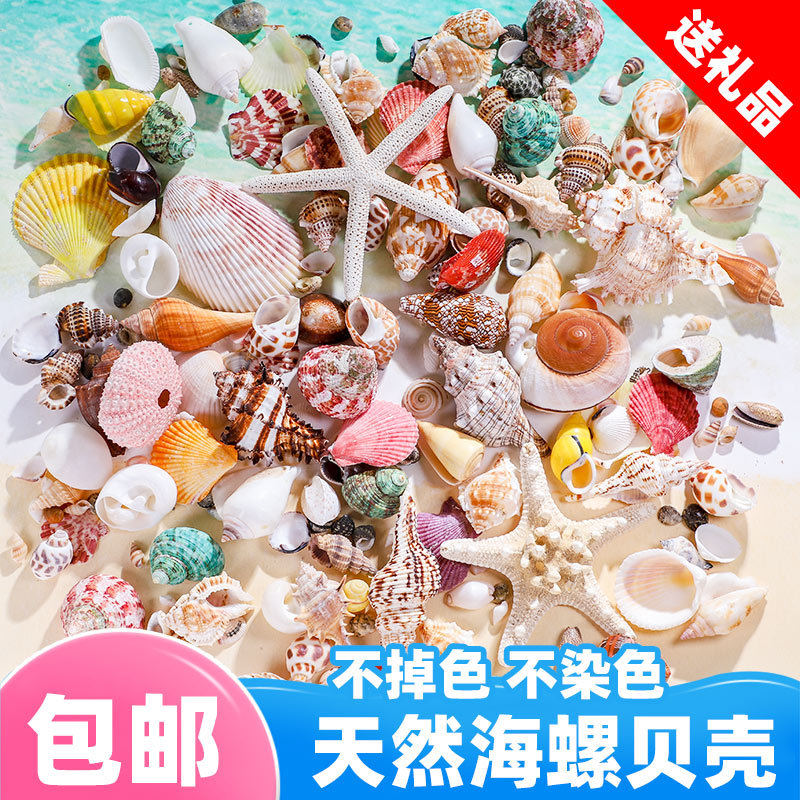 Natural Shell Fish Tank Landscaping Small Conch Shell Hand Decoration Painting Specimen Roll Shell Fish Hermit Crab Art Starfish Natural Shell Fish Tank Landscaping Small Conch Shell Hand Decoration Painting Specimen Roll Shell Fish Hermit Crab Art Starfish