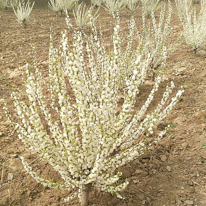 基地批发 珍珠梅花灌木珍珠梅树苗 庭荫树 绿化苗木
