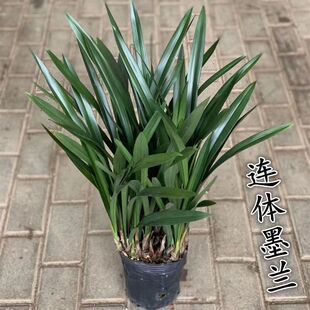 ����Ʒ�m����ī�m�҃ȿ͏d�k�����ͺ����˝����ͻ����ļ�����