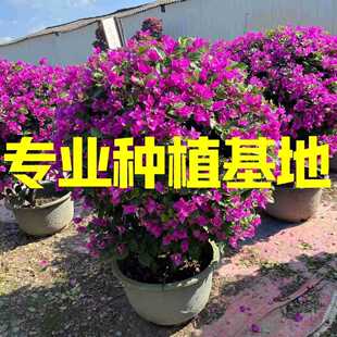 �ϻ�����÷�����l ��ɫ����÷��������÷���^���� ����÷�辰