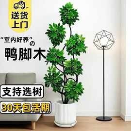 造型鸭脚木客厅大盆栽鸭掌木鹅掌柴室内植物落地式大型四季常青绿