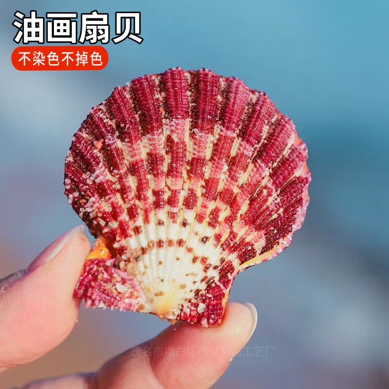 Natural Shell Double Shell Oil Painting Scallop Lover Girlfriend Gift Wall Stickers Wedding Decoration Fish Tank Aquarium Landscape