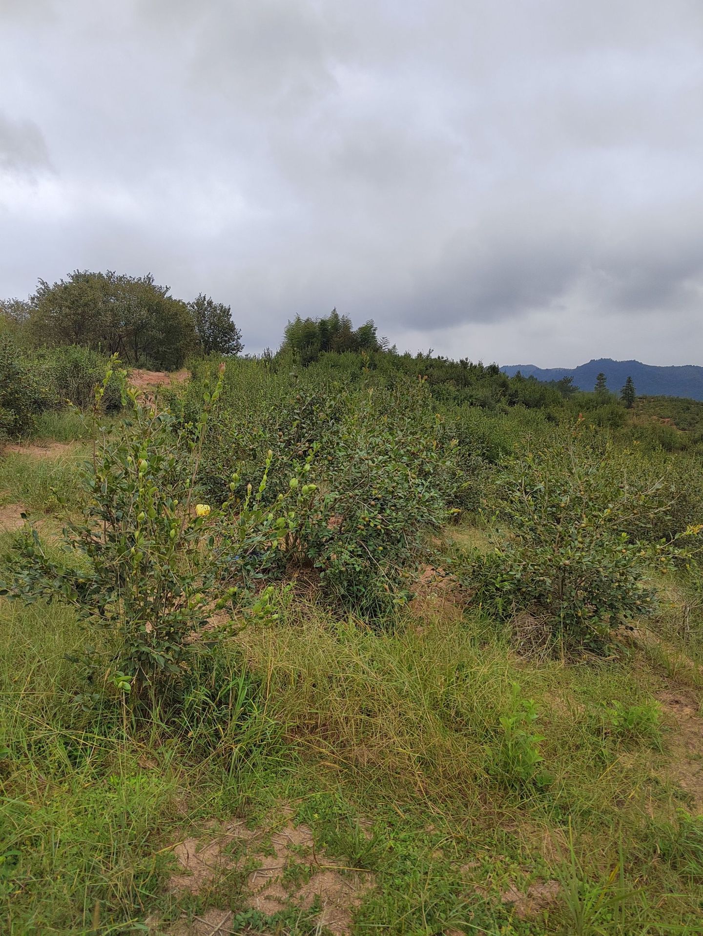 油茶籽和山茶油-20