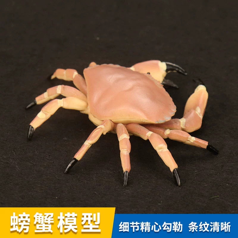 Realistic marine plastic cognitive minifigure, simulation modeling for children, bread