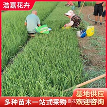 马莲花苗基地 青州花卉基地用花苗盆栽苗室外种植用 马兰花苗