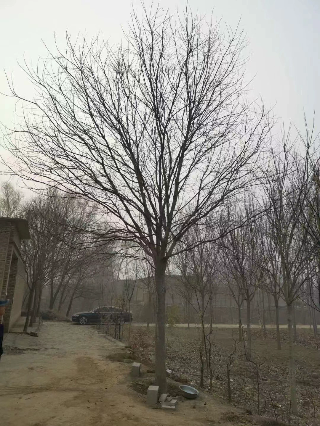 Поставка софоры japonica 10-30 см софоры japonica Золотая Софора japonica Золотые ветви софоры japonica рассада озеленение дороги софоры japonica большой оптовый