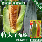 甜瓜种子甜瓜籽酥瓜种子蔬菜种子批发菜种菜籽种子公司四季