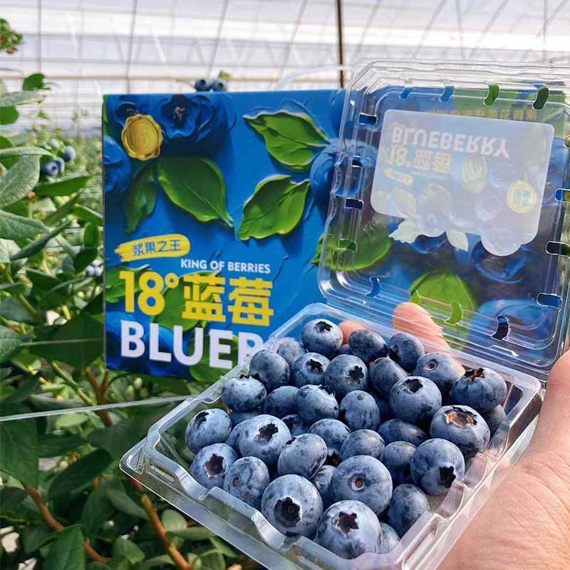 Sichuan Qingwang Sunshine Rose Seedless Green Grapes Seasonal Fresh Grapes Now Picked Now Full Box 5 Jin