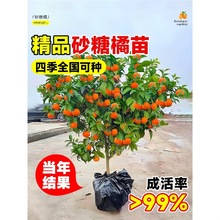 ɳ�ǽۘ����������Ә����V���o��ɰ����ͥԺ���Ե����ϱ����Nֲ