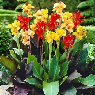 ���˽������˽��N�򻨸��ļ�����������ֲ�����˽����玧ѿ���o