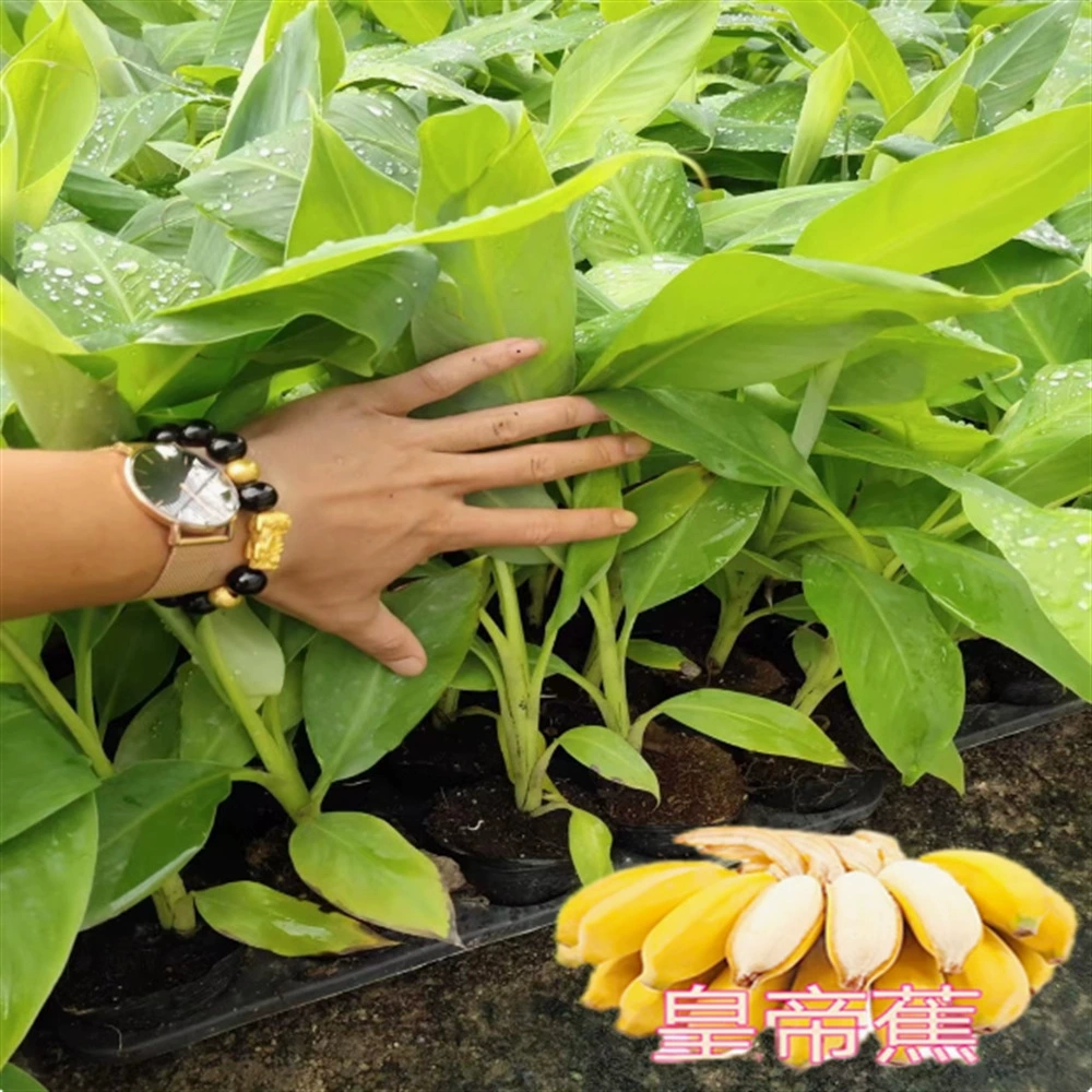 Банановый саженец Southern Four Seasons яблоко банан красная кожа карликовый подорожник морозостойкий Крытый фруктовый саженец в горшках двор