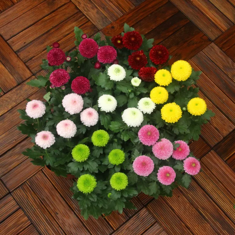 Семена хризантем для пинг-понга Четыре сезона Цветение Легкие цветы Крытый балкон Красочные растения в горшках Семена подсолнечника