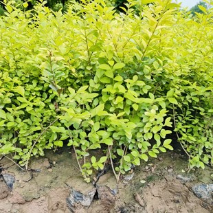 �������Թ������~Ůؑ�G�h ���~Ůؑ�򪚗U���~Ůؑ���ͺ������~