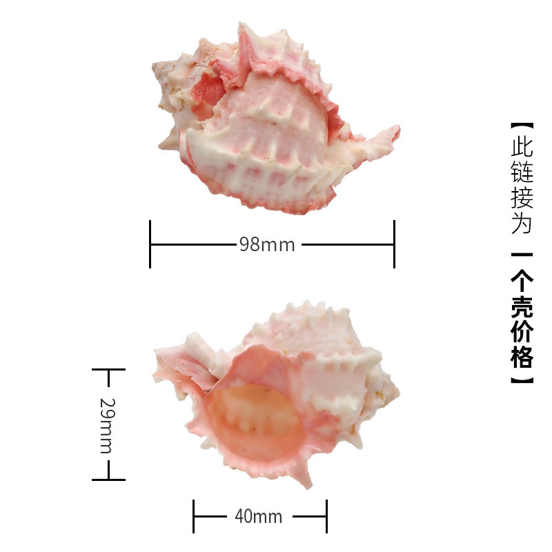 ヤドカリ交換用ペットシェル大口径海辺シェル装飾シェルスネイルミニ小大ピンク口 HCDS|undefined