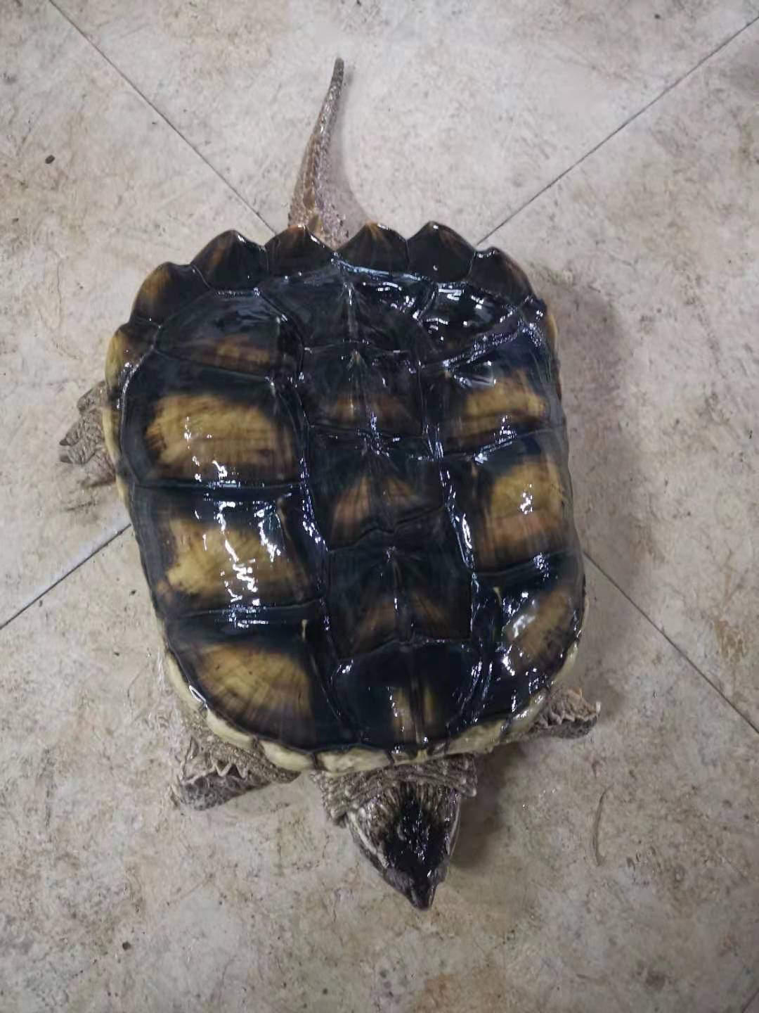 mmexport1610193767508