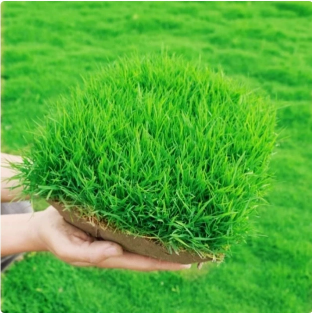 Семена газонной травы, вечнозеленая защита склонов, семена газонной травы низкорослого коврового типа, зеленение газонов, газоны для вилл, высококачественные семена газонной травы