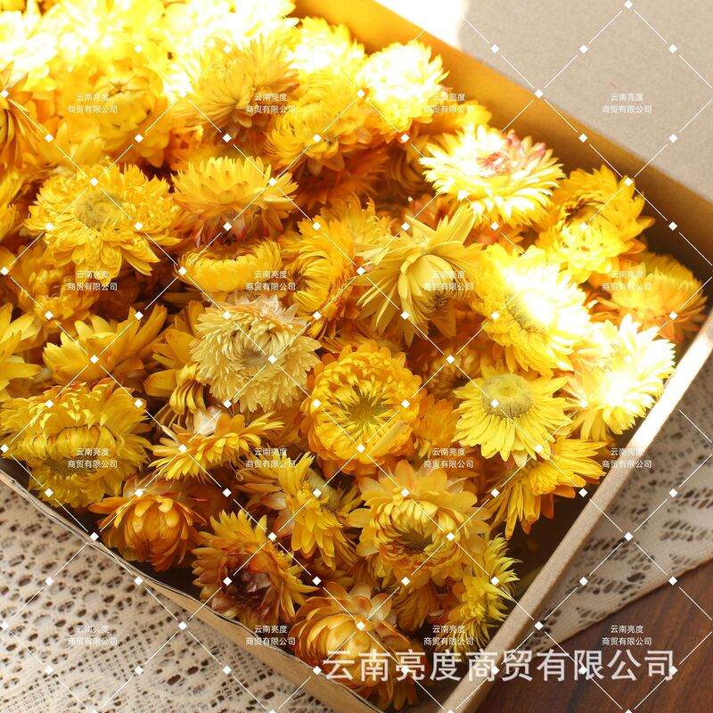 【小雏菊 麦秆菊】干花批发diy材料包真花花材手工拍照装饰七彩菊|undefined