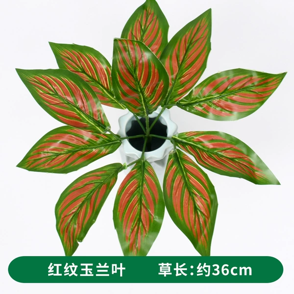 Red -striped magnolia