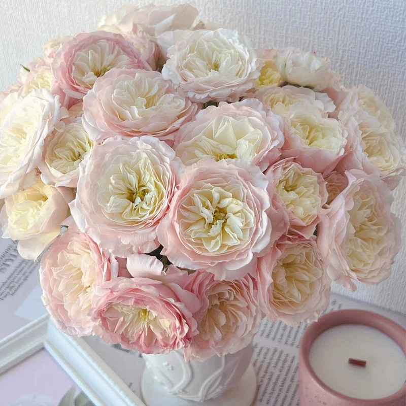 Дропшиппинг Кайла роза, крупный рассадный горшок, роза Остин, цветущая в любое время года, цветок для балкона и двора.