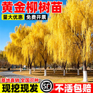 �S������z��������Ӵ����е�ͥԺ���@���L���G�����Ժ�߅����