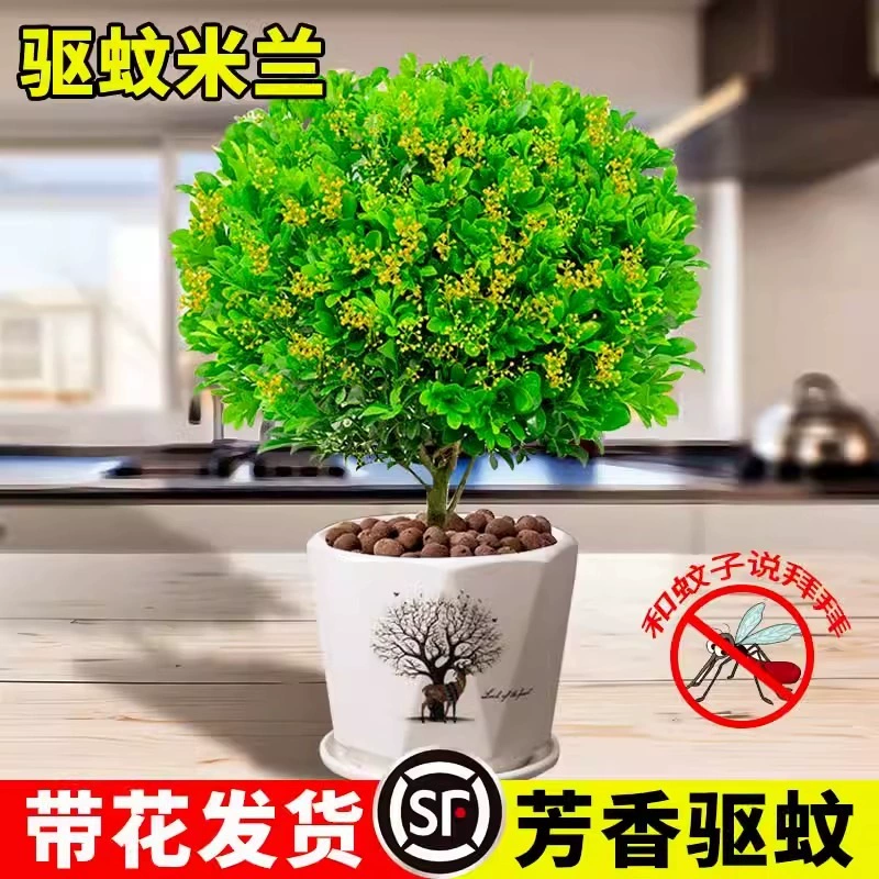 Парфюмерия Миланские цветы в горшках, цветы и зеленые растения в помещении, старый сучок с бутонами, цветущие в любое время года, легко выращиваемые саженцы балконных растений