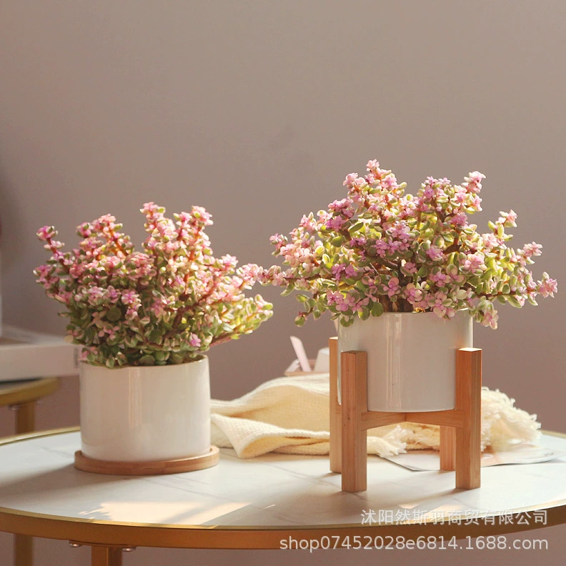 Золотые ветки и нефритовые листья Горшечные растения Старый ворс Моделирование мясистых растений Редкие сорта Большие растения Мясистый Элегантный танцевальный цветок Бонсай