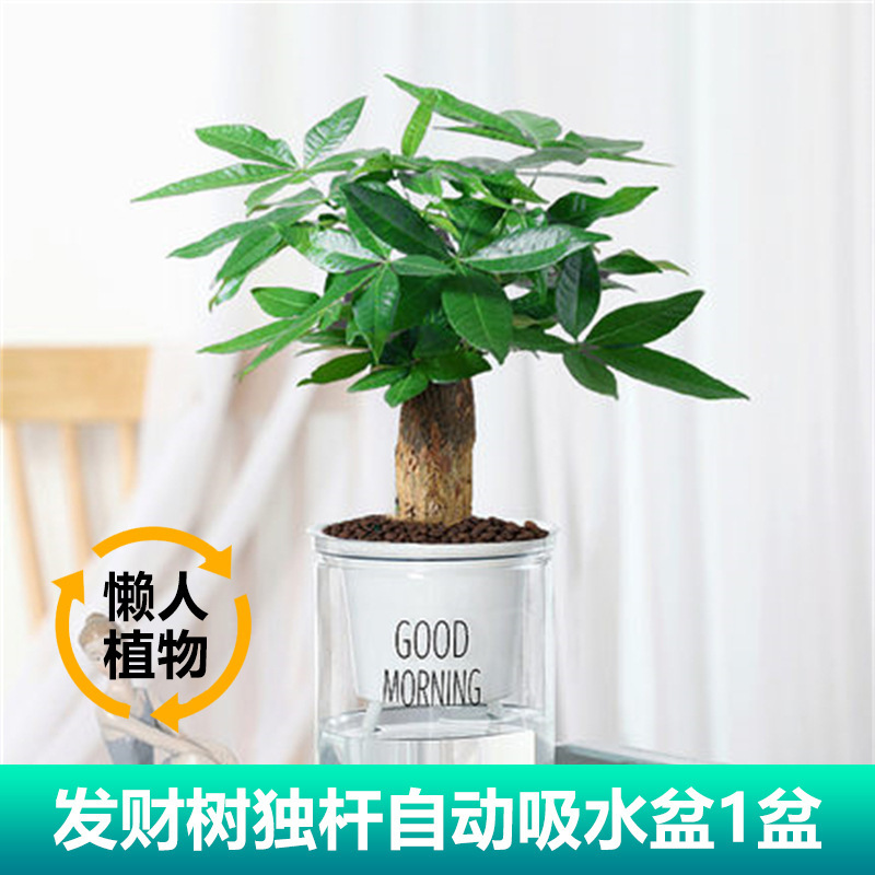 머니트리(굿모닝 냄비) + 영양액