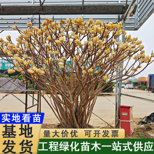 �ͺ���ꎽY�㻨���紺���_��ͥԺ�G��