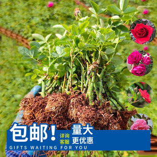 Edible Rose Seedlings Double-Petaled Balcony Courtyard Flower Potted Plants Blooming in All Seasons Damascus Yunnan Dianhong Seedlings